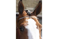 Frontal chaine JONH WHITAKER