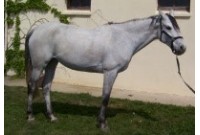 Shampooing super grey special chevaux gris epc rekor 