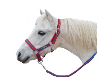 Licol + longe shetland BR 