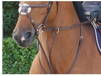 Martingale a anneaux Dyon Collection
